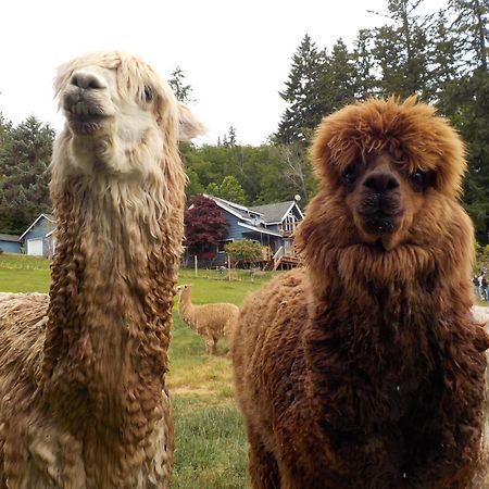 Oceanfront Studio/Loft: Alpacas, Oysters & Kayaks シェルトン エクステリア 写真