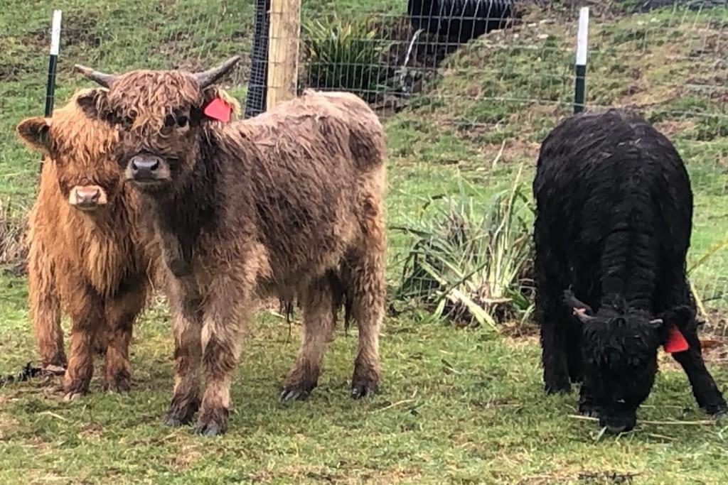 Oceanfront Studio/Loft: Alpacas, Oysters & Kayaks シェルトン エクステリア 写真