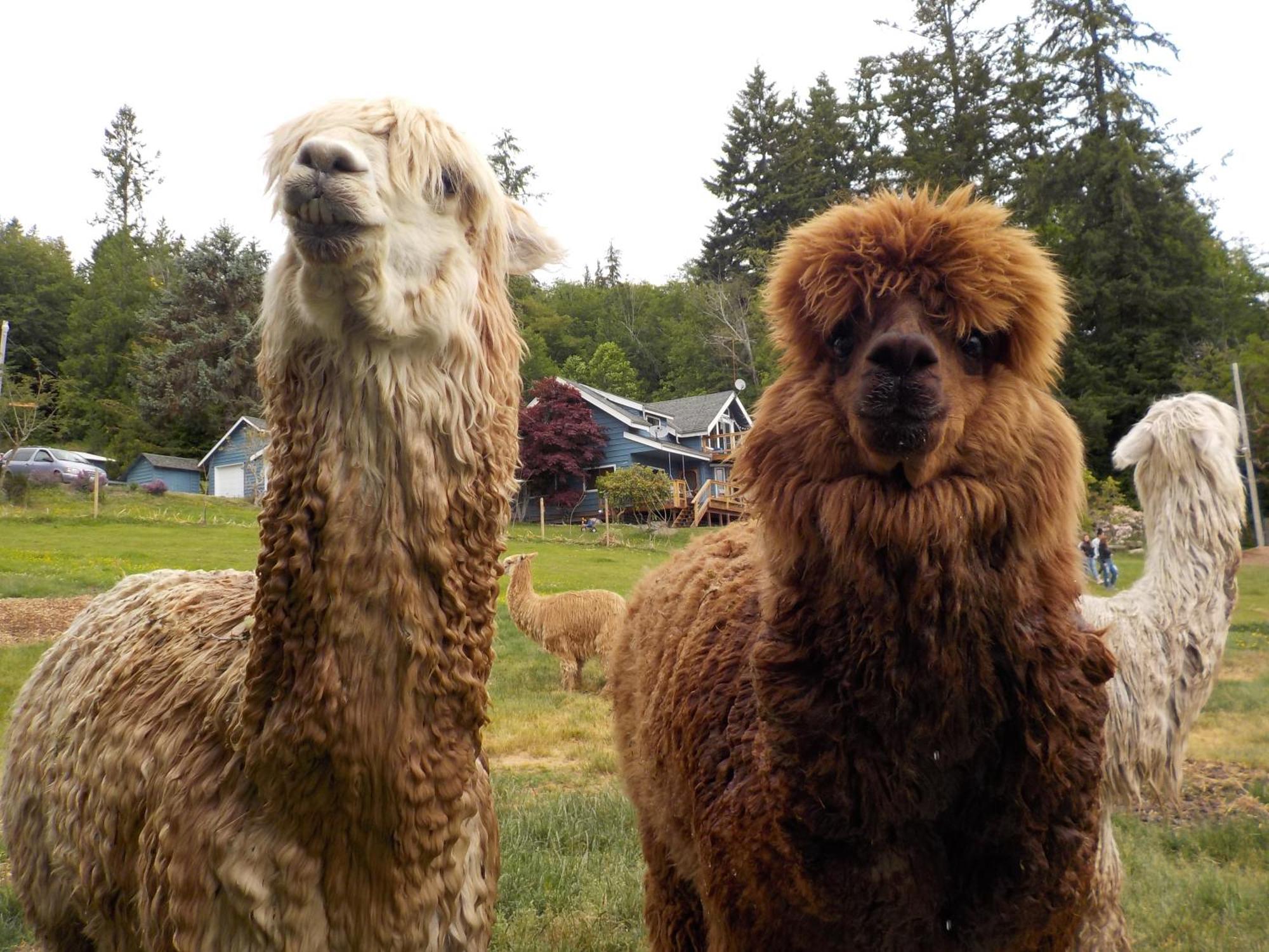 Oceanfront Studio/Loft: Alpacas, Oysters & Kayaks シェルトン エクステリア 写真