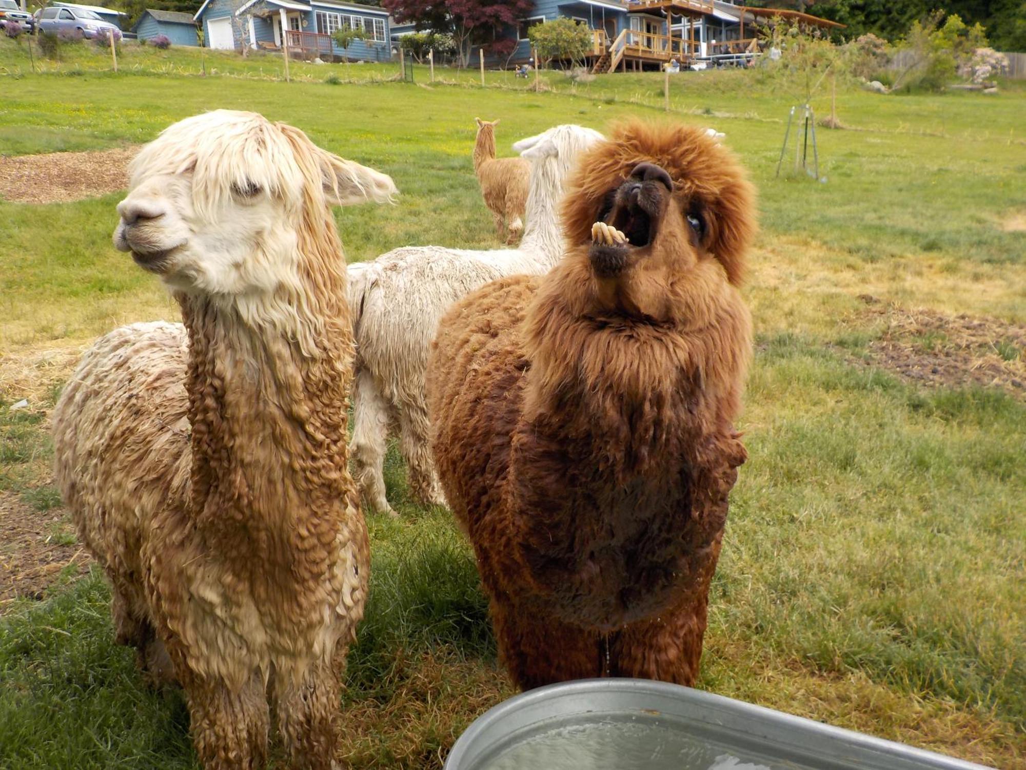 Oceanfront Studio/Loft: Alpacas, Oysters & Kayaks シェルトン エクステリア 写真