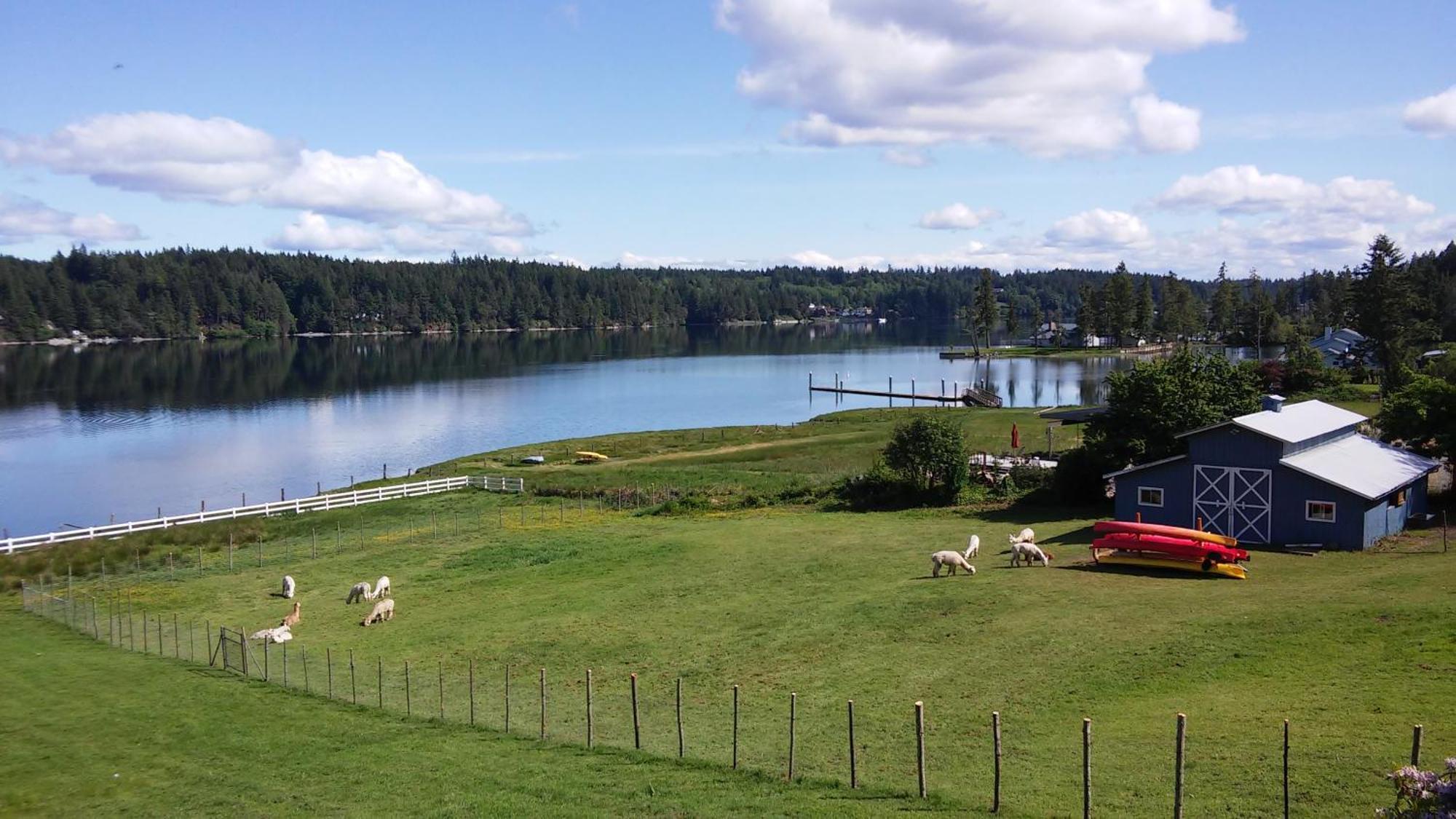 Oceanfront Studio/Loft: Alpacas, Oysters & Kayaks シェルトン エクステリア 写真