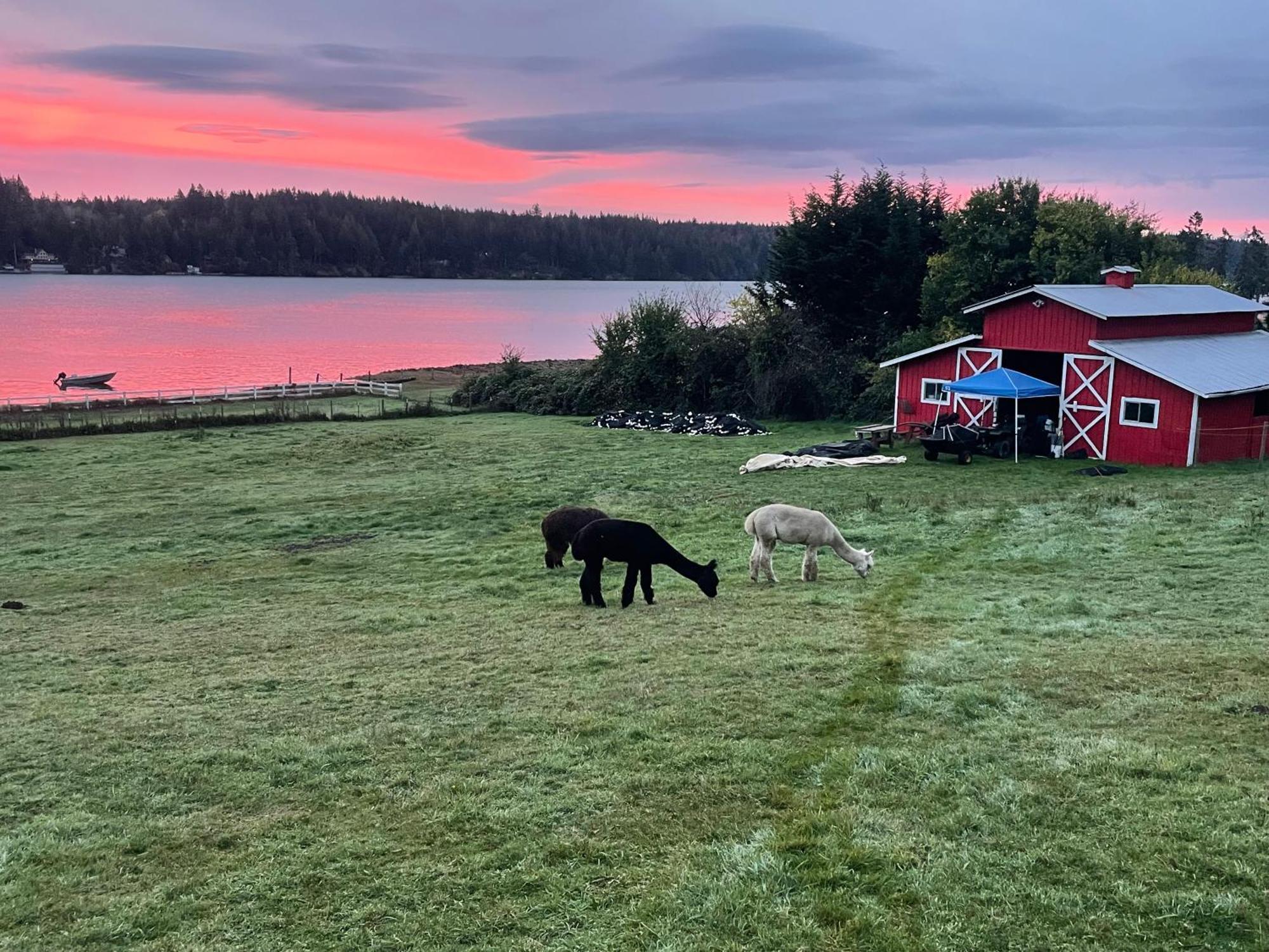 Oceanfront Studio/Loft: Alpacas, Oysters & Kayaks シェルトン エクステリア 写真